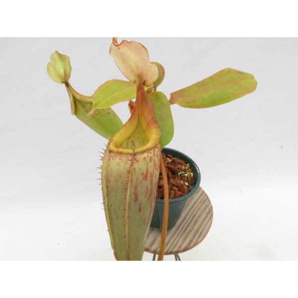 N.(maxima × mira)× veitchii  3号【現品限り】ネペンテス 食虫植物_19...