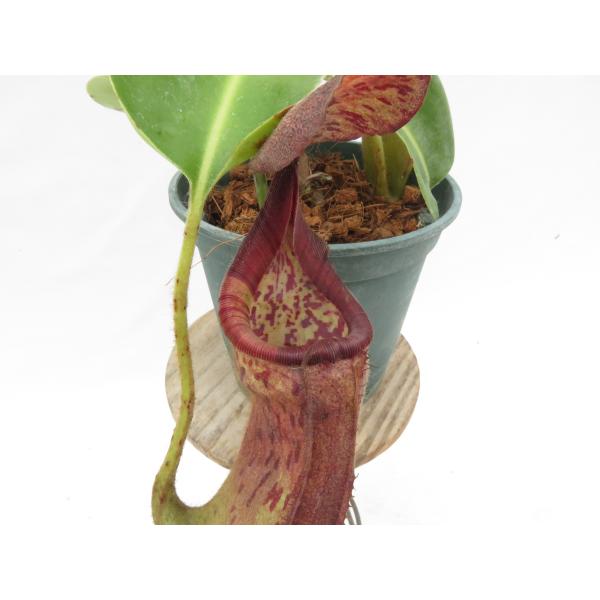 N.glandulifera × robcantleyi BE-3964 4号【現品限り】ネペンテス...