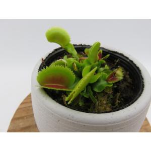 D.muscipula Bristol Teeth　２号　丸鉢付き　食虫植物　ハエトリソウ　