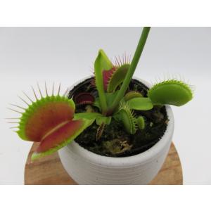 D.muscipula B52　２号　丸鉢付き　食虫植物　ハエトリソウ　