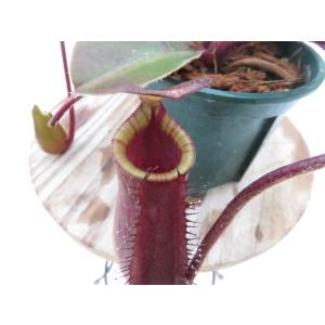 N.tenuis CK #1 オス 2.5号【現品限り】ネペンテス 食虫植物_19895
