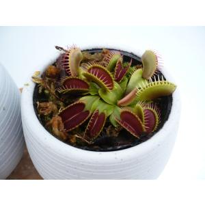食虫植物　ハエトリソウ　ディオネアマスキプラ　'Flexx' ２号　鉢カバー付き