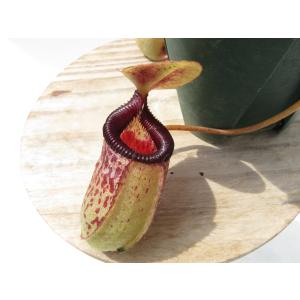 N.sibuyanensis{Guiting-Guiting,Philippines ,1400ｍ}BCP ID#N110,N299,N300 2.5号【現品限り】ネペンテス 食虫植物_20356