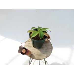 N.sibuyanensis{Guiting-...の詳細画像2