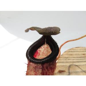 N.sibuyanensis{Guiting-...の詳細画像3