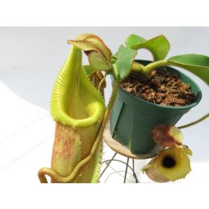 N.villosa × veitchii assorted clone BE-4045 5号【現品限り】ネペンテス 食虫植物_20377