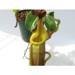 N.villosa × veitchii as...の詳細画像1