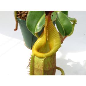 N.villosa × veitchii as...の詳細画像2