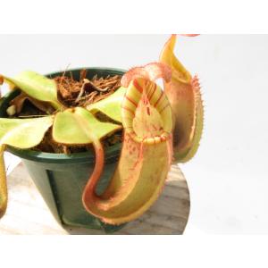 【最新★オリジナル実生】N.veitchii hybrid 2022-HIPS-005 3号【現品限り】ネペンテス 食虫植物_20379