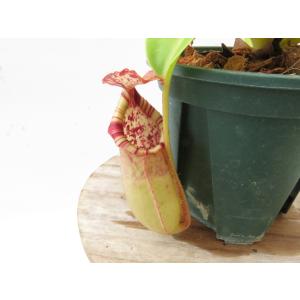 【最新★オリジナル実生】N.(rajah × veitchii)× northiana 山本 一正園 HIPS-23-39 2.5号【現品限り】ネペンテス 食虫_20435