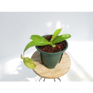 N.Sachiko (ventricosa ×...の詳細画像1