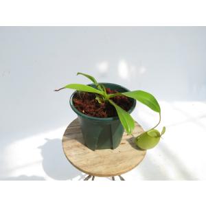 N.Sachiko (ventricosa ×...の詳細画像2