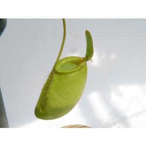 N.Sachiko (ventricosa ×...の詳細画像3