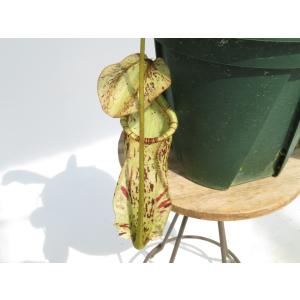 N.rafflesiana ’Brunei nivea' sekescted clone BE-3141 4号【現品限り】ネペンテス 食虫植物_20458