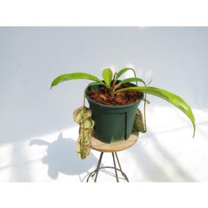 N.rafflesiana ’Brunei n...の詳細画像1