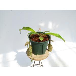 N.rafflesiana ’Brunei n...の詳細画像2