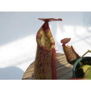 【最新★オリジナル実生】N.veitchii SG× (veitchii × burbidgeae)HIPS-23-12 2号【現品限り】ネペンテス 食虫植物_20463
