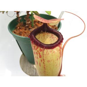 【★お盆大放出祭★】N.sibuyanensis(d) EPS-3-20 5号【現品限り】ネペンテス 食虫植物_20489