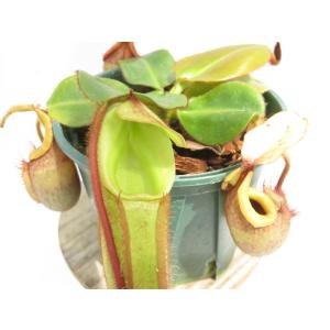【★お盆大放出祭★】N.rajah × veitchii 'Gold Rush' BE-4578 3.5号【現品限り】ネペンテス 食虫植物_20509