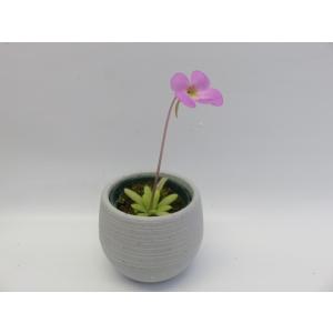 食虫植物 ムシトリスミレ P. moctezum...の商品画像