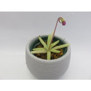 食虫植物 ムシトリスミレ P. moctezu...の詳細画像1