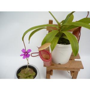 Hiro S Pitcher Plants ヤフー店 各種食虫植物 お得なセット販売 Yahoo ショッピング