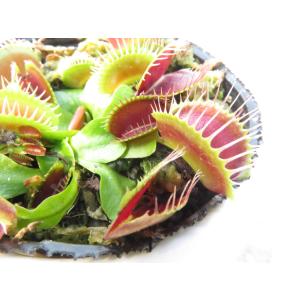 Heliamphora heterodoxa× minor ヘリアンフォラ 2.5号【食虫植物・在庫