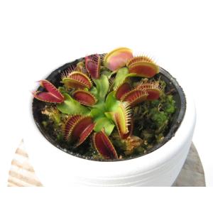 Dionea muscipula Holand Hybrid 2号★ ハエトリソウ★丸鉢付き♪【在庫限り】食虫植物_90048