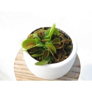 Dionea muscipula Holand...の詳細画像2