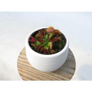 Dionea muscipula Holand...の詳細画像3