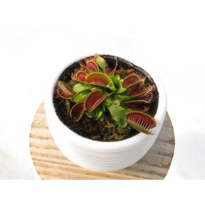 Dionea muscipula Holand...の詳細画像4