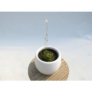 観葉植物 希少品種！アグラオネマ'メデューサ '】Aglaonema'Medusa