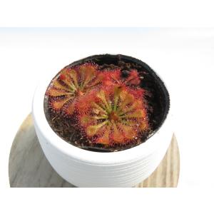 Drosera tokaiensis 2号 初心者さんにおススメ！ 丸鉢付き♪【在庫限り】食虫植物 _90063