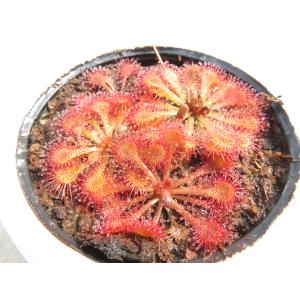 Drosera tokaiensis 2号 初...の詳細画像1