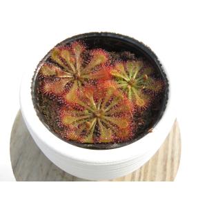 Drosera tokaiensis 2号 初...の詳細画像2