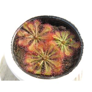 Drosera tokaiensis 2号 初...の詳細画像3