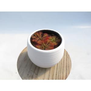 Drosera tokaiensis 2号 初...の詳細画像4