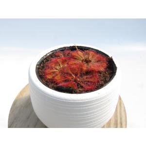 Drosera tokaiensis 2号 初...の詳細画像5