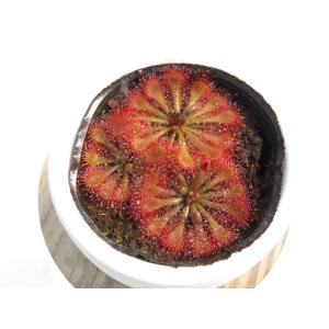 Drosera spatulata Taiwan...の商品画像