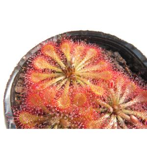 Drosera spatulata Taiwa...の詳細画像1