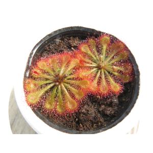 Drosera spatulata Taiwa...の詳細画像2