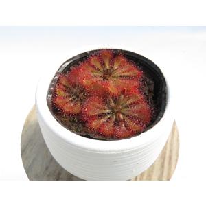 Drosera spatulata Taiwa...の詳細画像3
