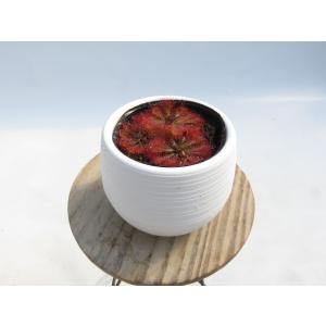 Drosera spatulata Taiwa...の詳細画像4