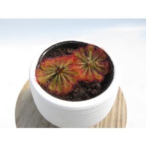 Drosera spatulata Taiwa...の詳細画像5