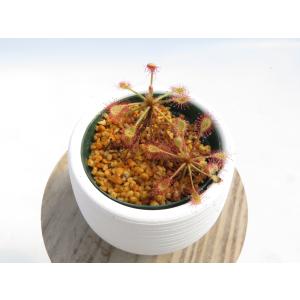 N.ventricosa 2.5号 白鉢付き♪【在庫限り】食虫植物 ネペンテス