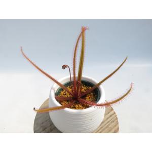 Drosera adelae 2号 丸鉢付き♪【在庫限り】食虫植物_90066