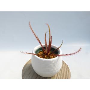 Drosera adelae 2号 丸鉢付き♪...の詳細画像1