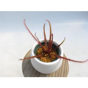 Drosera adelae 2号 丸鉢付き♪...の詳細画像2
