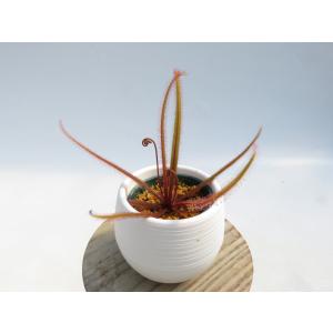 Drosera adelae 2号 丸鉢付き♪...の詳細画像3