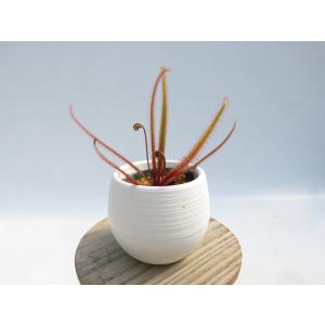 Drosera adelae 2号 丸鉢付き♪...の詳細画像4